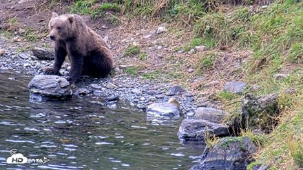 Kodiak Alaska Brown Bears Live Webcam - Aug 21, 2026, 12:58pm AKDT