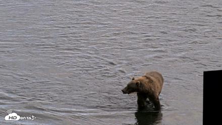 Kodiak Alaska Brown Bears Live Webcam - Aug 20, 2026, 5:20pm AKDT