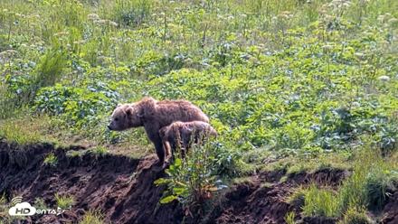 Kodiak Alaska Brown Bears Live Webcam - Aug 1, 2026, 2:18pm AKDT