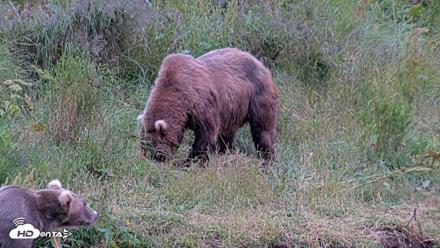 Kodiak Alaska Brown Bears Live Webcam - Aug 4, 2026, 9:44pm AKDT