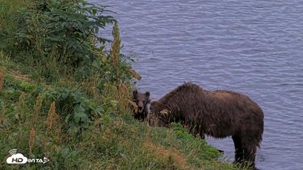 Kodiak Alaska Brown Bears Live Webcam - Aug 19, 2026, 9:30pm AKDT