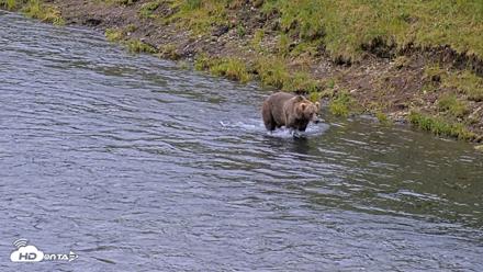 Kodiak Alaska Brown Bears Live Webcam - Aug 6, 2026, 10:46am AKDT