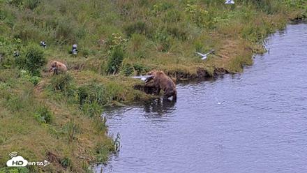 Kodiak Alaska Brown Bears Live Webcam - Aug 1, 2026, 9:57am AKDT