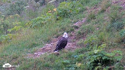 Kodiak Alaska Brown Bears Live Webcam - Aug 5, 2026, 8:51am AKDT