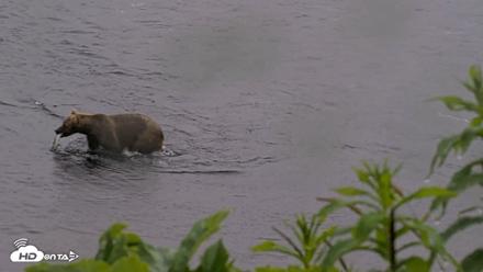 Kodiak Alaska Brown Bears Live Webcam - Jul 21, 2026, 7:28pm AKDT