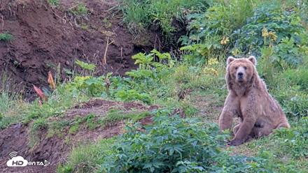Kodiak Alaska Brown Bears Live Webcam - Aug 14, 2026, 4:02pm AKDT