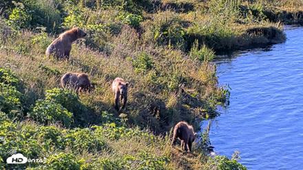 Kodiak Alaska Brown Bears Live Webcam - Jul 30, 2026, 8:55am AKDT