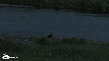 Kodiak Alaska Brown Bears Live Webcam - Jul 11, 2026, 11:35pm AKDT