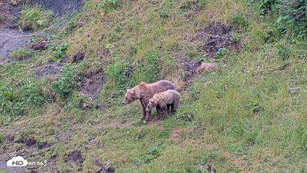 Kodiak Alaska Brown Bears Live Webcam - Aug 6, 2026, 10:49am AKDT