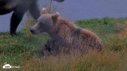 Kodiak Alaska Brown Bears Live Webcam - Aug 13, 2026, 5:19pm AKDT