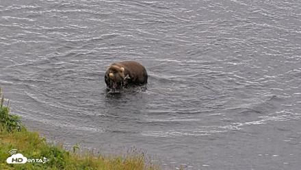 Kodiak Alaska Brown Bears Live Webcam - Aug 6, 2026, 11:24am AKDT