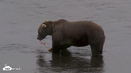 Kodiak Alaska Brown Bears Live Webcam - Aug 14, 2026, 9:09am AKDT