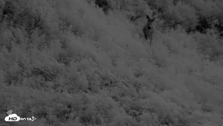 Kodiak Alaska Brown Bears Live Webcam - Aug 14, 2026, 6:31am AKDT