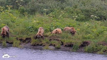 Kodiak Alaska Brown Bears Live Webcam - Aug 7, 2026, 1:19pm AKDT