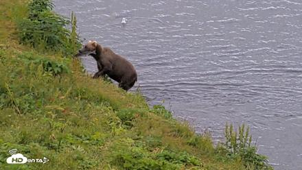 Kodiak Alaska Brown Bears Live Webcam - Aug 6, 2026, 11:24am AKDT