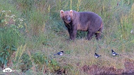 Kodiak Alaska Brown Bears Live Webcam - Aug 1, 2026, 8:58pm AKDT