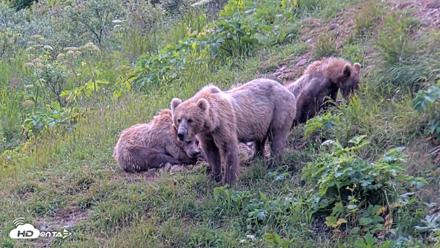 Kodiak Alaska Brown Bears Live Webcam - Aug 1, 2026, 2:00pm AKDT