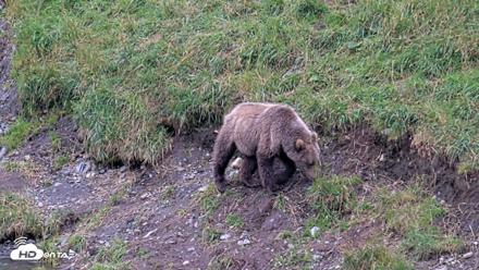 Kodiak Alaska Brown Bears Live Webcam - Aug 19, 2026, 5:45pm AKDT