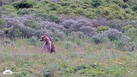 Kodiak Alaska Brown Bears Live Webcam - Aug 10, 2026, 7:21pm AKDT