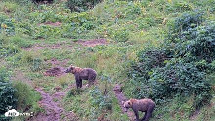 Kodiak Alaska Brown Bears Live Webcam - Aug 13, 2026, 11:37am AKDT