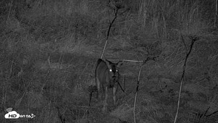 Kodiak Alaska Brown Bears Live Webcam - Oct 7, 2026, 10:38pm AKDT