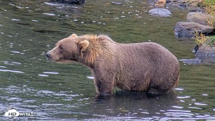Kodiak Alaska Brown Bears Live Webcam - Aug 20, 2026, 7:01pm AKDT