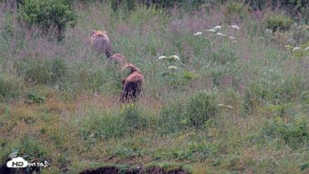 Kodiak Alaska Brown Bears Live Webcam - Aug 7, 2026, 7:45am AKDT