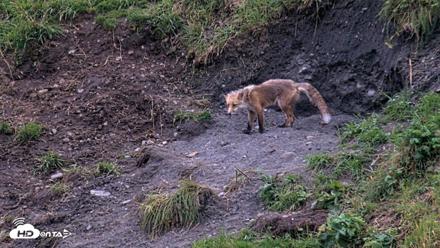 Kodiak Alaska Brown Bears Live Webcam - Aug 18, 2026, 9:32pm AKDT