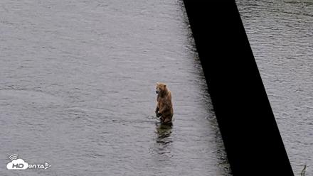 Kodiak Alaska Brown Bears Live Webcam - Jul 19, 2026, 2:38pm AKDT