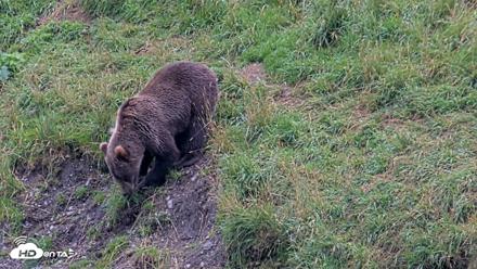 Kodiak Alaska Brown Bears Live Webcam - Aug 20, 2026, 7:02pm AKDT