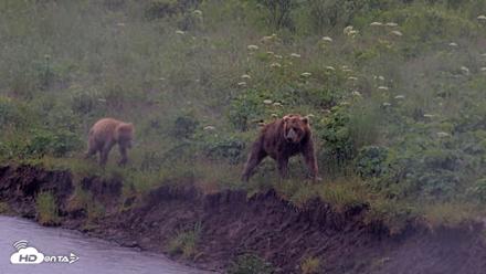Kodiak Alaska Brown Bears Live Webcam - Jul 21, 2026, 12:47pm AKDT
