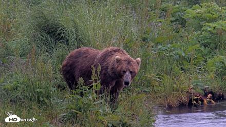 Kodiak Alaska Brown Bears Live Webcam - Jul 22, 2026, 1:04pm AKDT