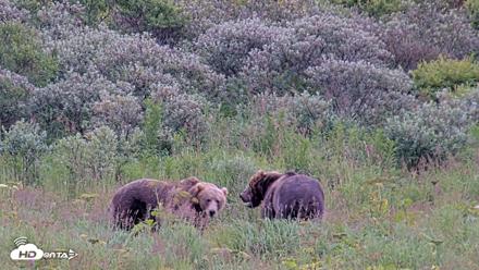 Kodiak Alaska Brown Bears Live Webcam - Aug 10, 2026, 7:27pm AKDT