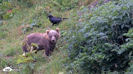 Kodiak Alaska Brown Bears Live Webcam - Aug 14, 2026, 5:36pm AKDT
