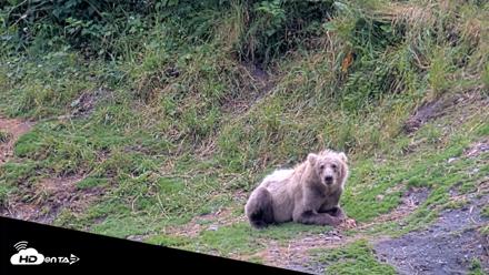 Kodiak Alaska Brown Bears Live Webcam - Aug 4, 2026, 4:04pm AKDT