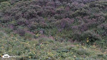 Kodiak Alaska Brown Bears Live Webcam - Aug 20, 2026, 9:27pm AKDT
