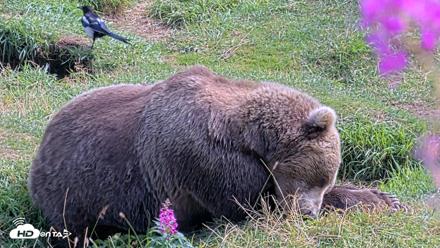 Kodiak Alaska Brown Bears Live Webcam - Aug 22, 2026, 2:23pm AKDT