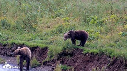 Kodiak Alaska Brown Bears Live Webcam - Aug 21, 2026, 1:06pm AKDT