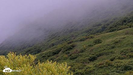 Kodiak Alaska Brown Bears Live Webcam - Aug 18, 2026, 9:20am AKDT