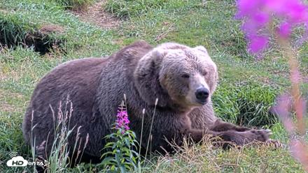Kodiak Alaska Brown Bears Live Webcam - Aug 22, 2026, 2:22pm AKDT