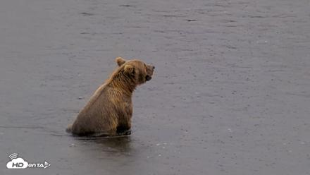 Kodiak Alaska Brown Bears Live Webcam - Aug 16, 2026, 2:55pm AKDT