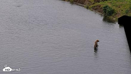 Kodiak Alaska Brown Bears Live Webcam - Aug 4, 2026, 6:21pm AKDT