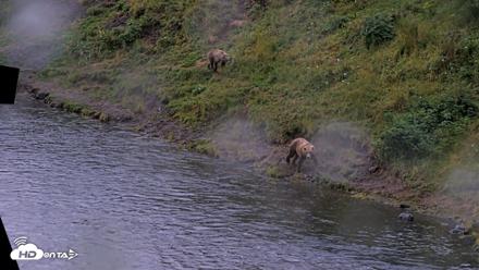 Kodiak Alaska Brown Bears Live Webcam - Aug 14, 2026, 7:05am AKDT
