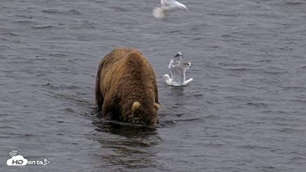 Kodiak Alaska Brown Bears Live Webcam - Aug 6, 2026, 6:43am AKDT