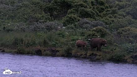 Kodiak Alaska Brown Bears Live Webcam - Jul 19, 2026, 10:59pm AKDT