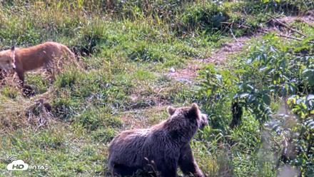 Kodiak Alaska Brown Bears Live Webcam - Aug 23, 2026, 3:06pm AKDT
