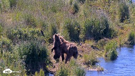 Kodiak Alaska Brown Bears Live Webcam - Jul 30, 2026, 11:09am AKDT