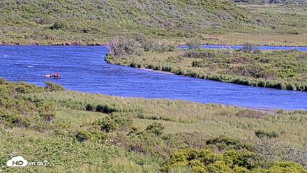 Kodiak Alaska Brown Bears Live Webcam - Jul 15, 2026, 5:53pm AKDT