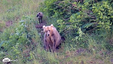 Kodiak Alaska Brown Bears Live Webcam - Jul 24, 2026, 7:41pm AKDT