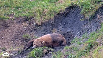 Kodiak Alaska Brown Bears Live Webcam - Aug 6, 2026, 5:50pm AKDT